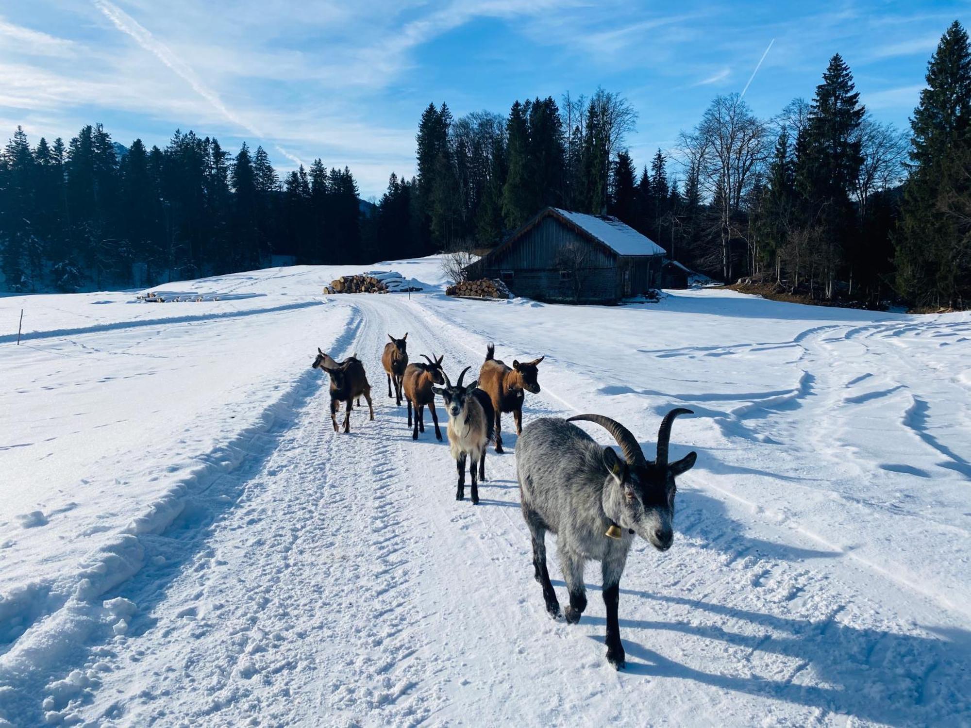 Bregenzerwaelderhaus Ambros Villa Bezau Bagian luar foto